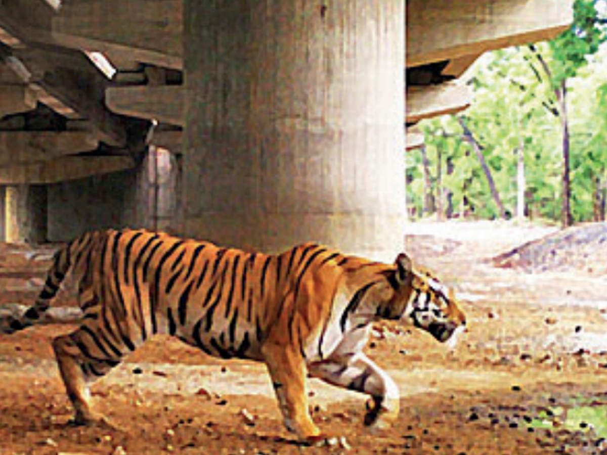 Maharashtra 5 450 Wild Animals Used Safe Highway Underpasses Nagpur News Times Of India