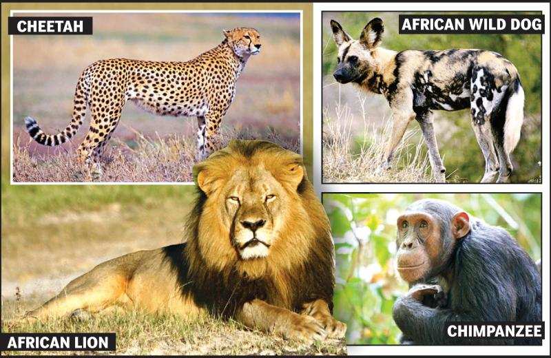 Gorewada set to host African lion, cheetah in days to come | Nagpur News -  Times of India