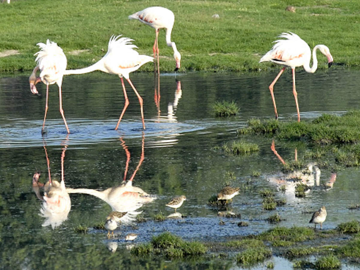 Kutch Emerges As Gujarat S Flamingo Hub Ahmedabad News Times Of India