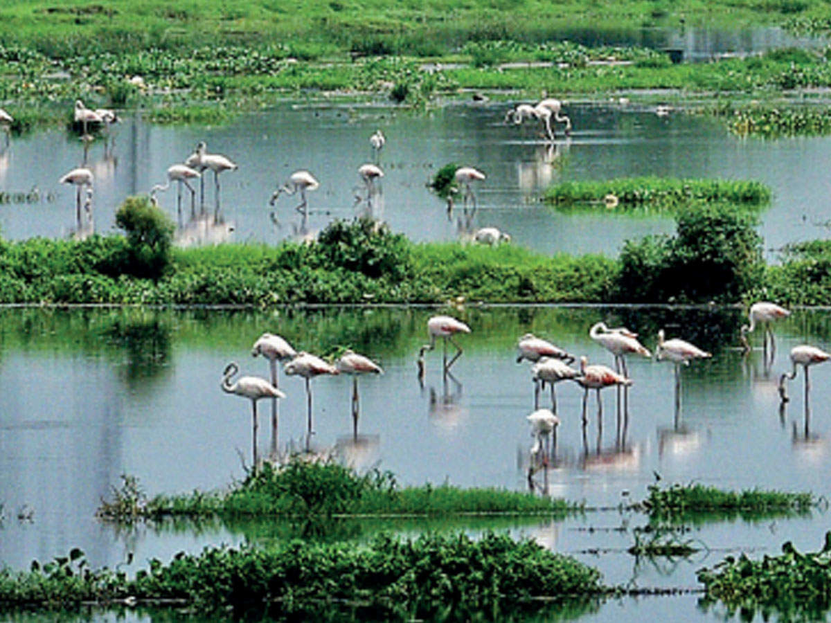 The Najafgarh basin is the winter home to about 2,000 flamingos