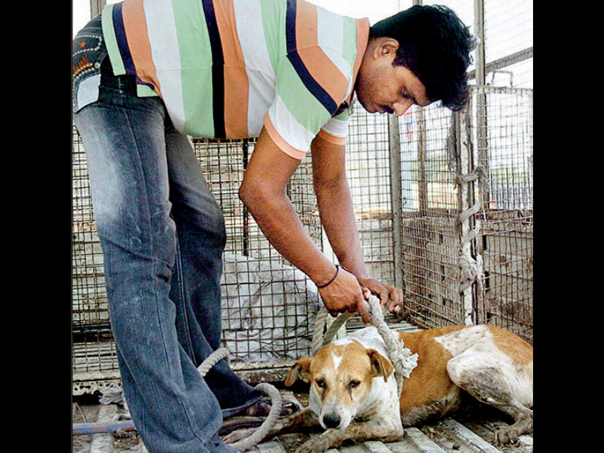 Ahmedabad: Dogs, nilgais to disappear from Donald Trump route | Ahmedabad News - Times of India Ahmedabad: Dogs, nilgais to disappear from Donald Trump route | Ahmedabad News - Times of India