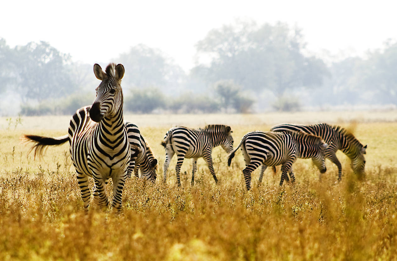 Gujarat: Kevadia Zoological Park near Statue of Unity to open soon