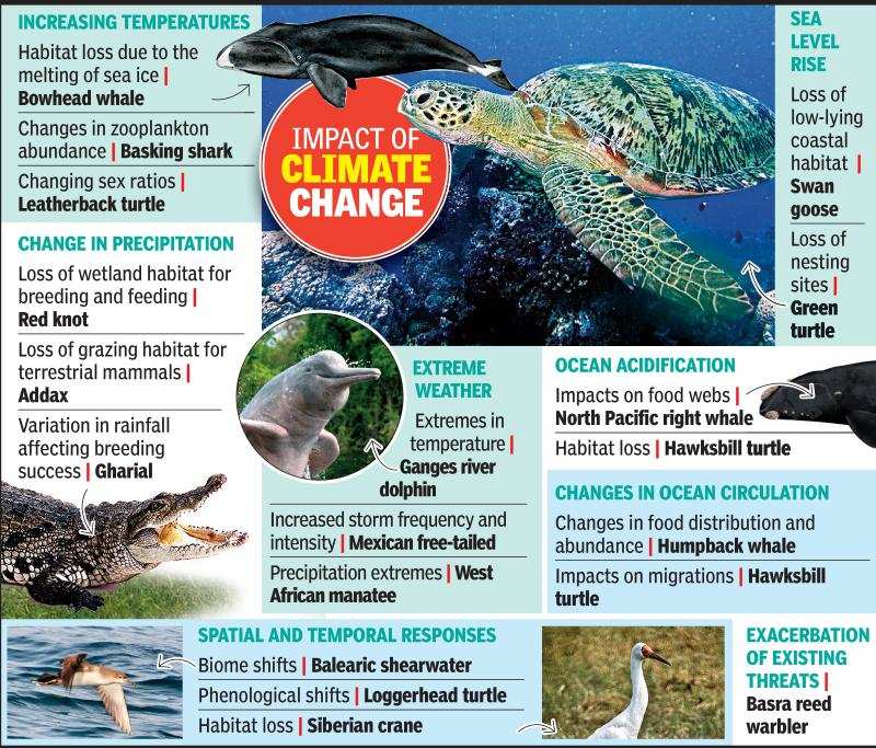 Climate change may affect migratory patterns: Study | Ahmedabad News -  Times of India