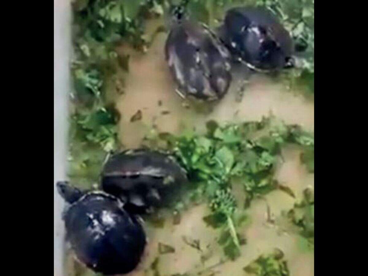 buy turtle in delhi