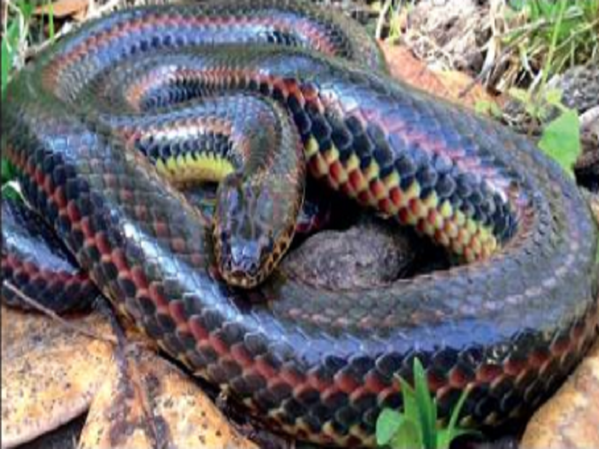 rainbow snake: Rare ‘rainbow snake’ seen in Florida after 50 years ...