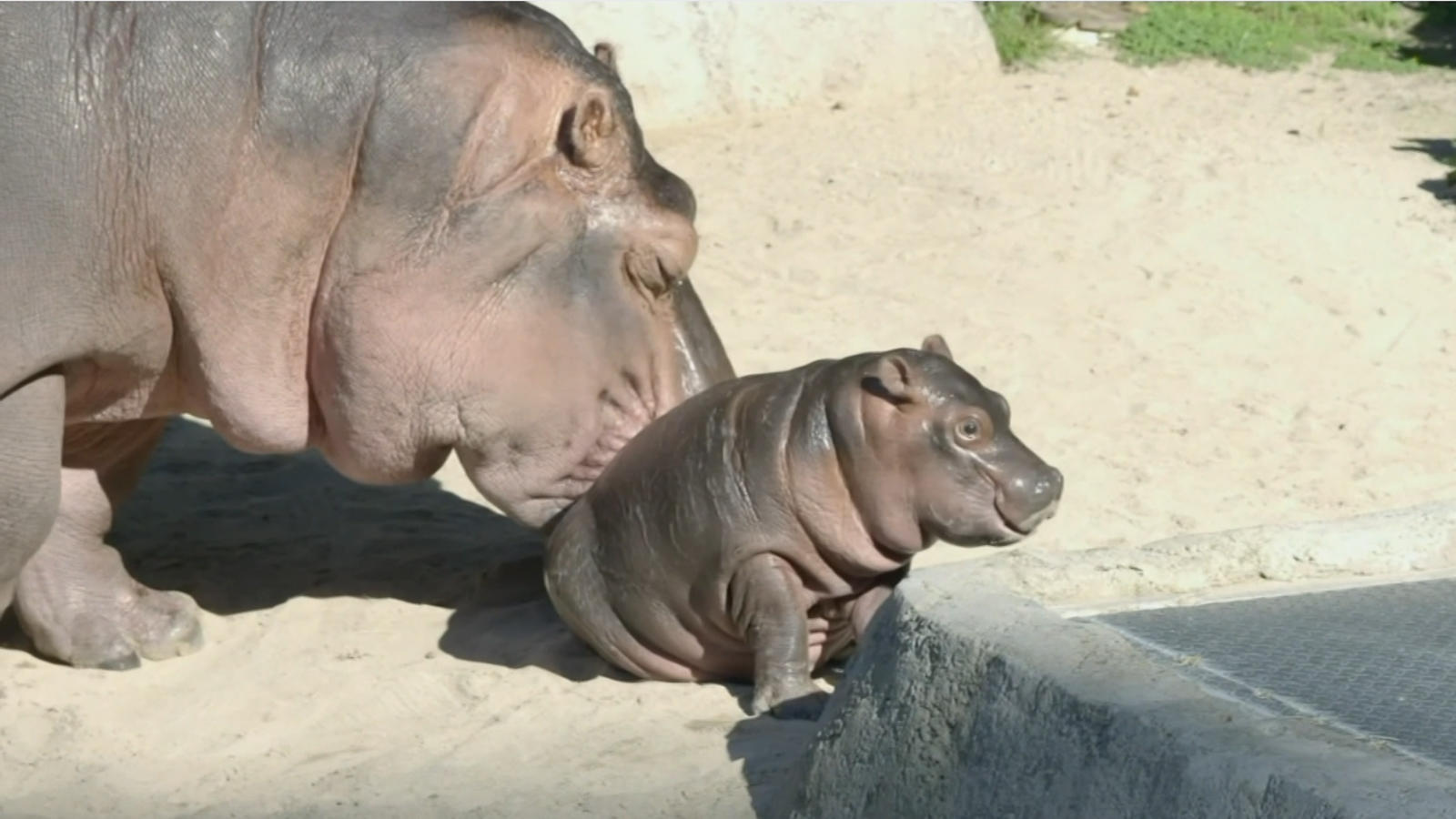 San Diego Zoo's baby hippo gets name, romps with mother | International -  Times of India Videos