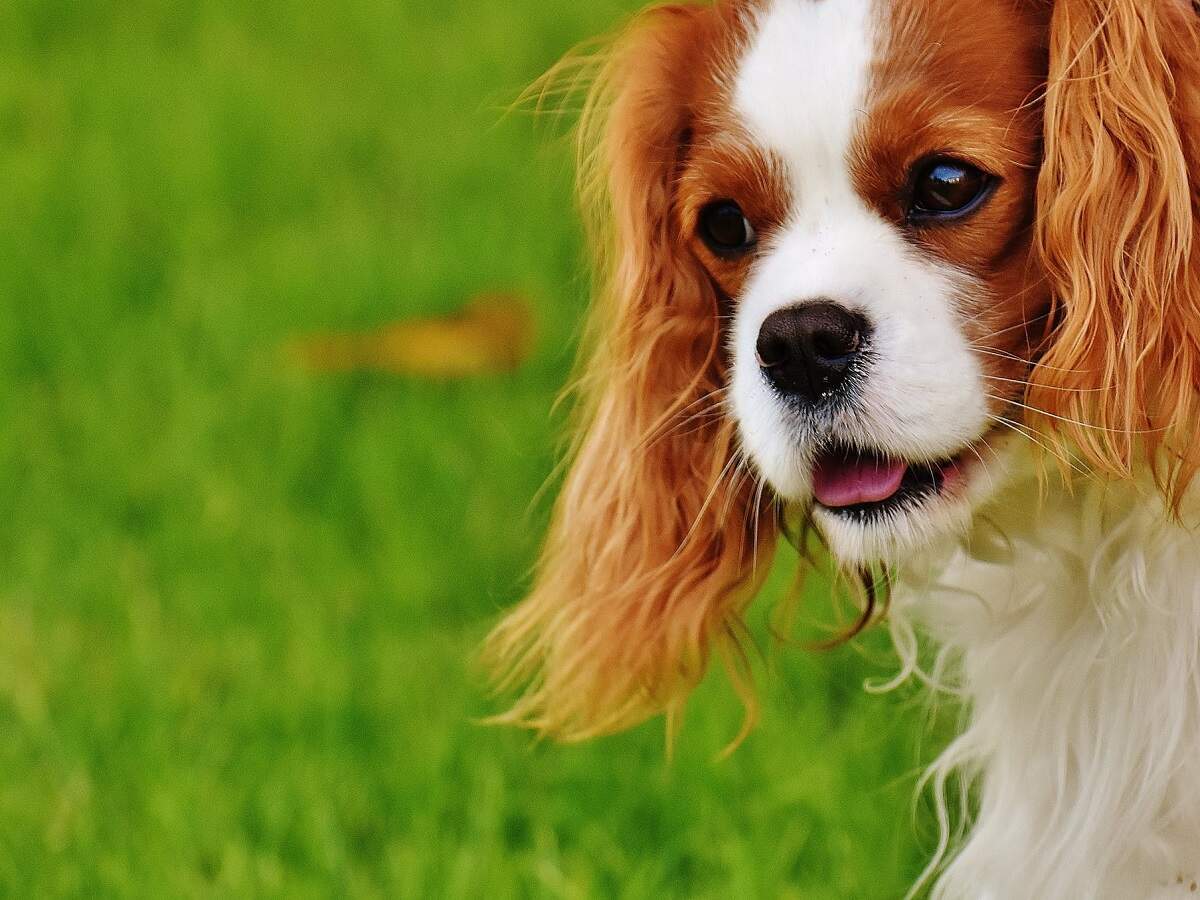 dog for dog dog food