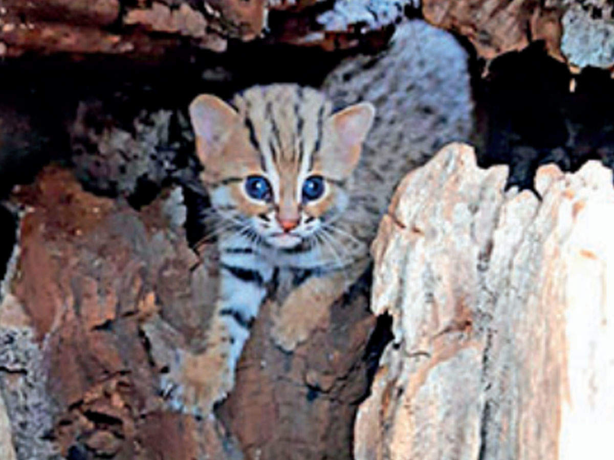 rusty spotted cat adoption