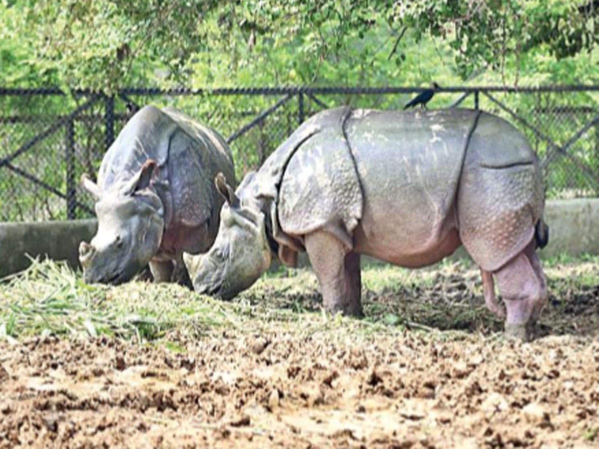 At present, there are 11 rhinos at the Patna zoo