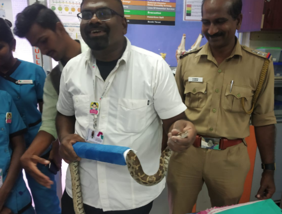 Python suffers backbone fractures, treated in Tirunelveli hospital