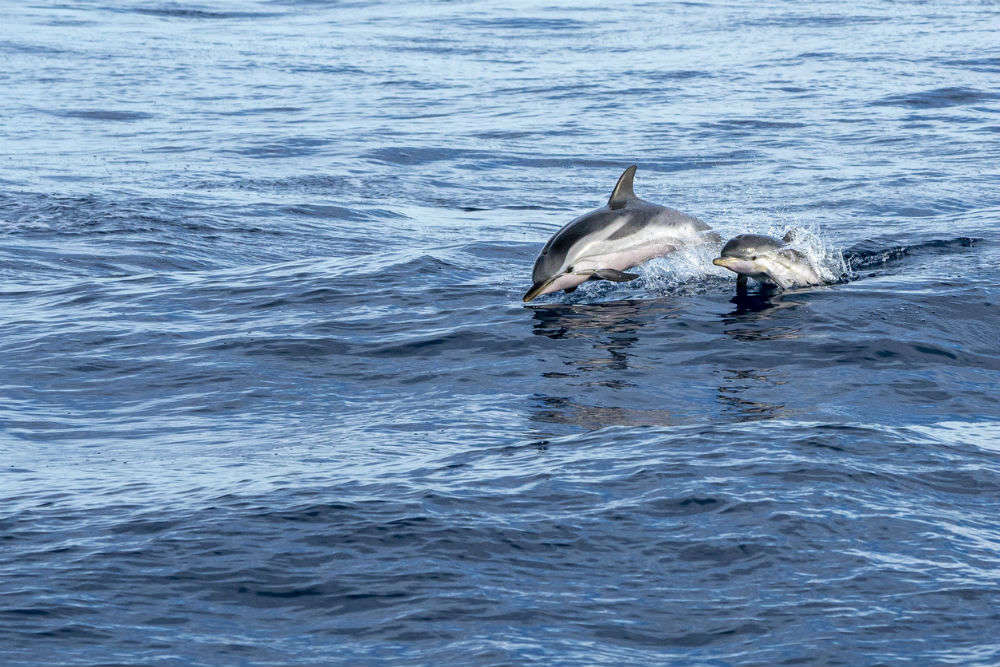 Dolphins return to canals in Venice as Italy stays under quarantine