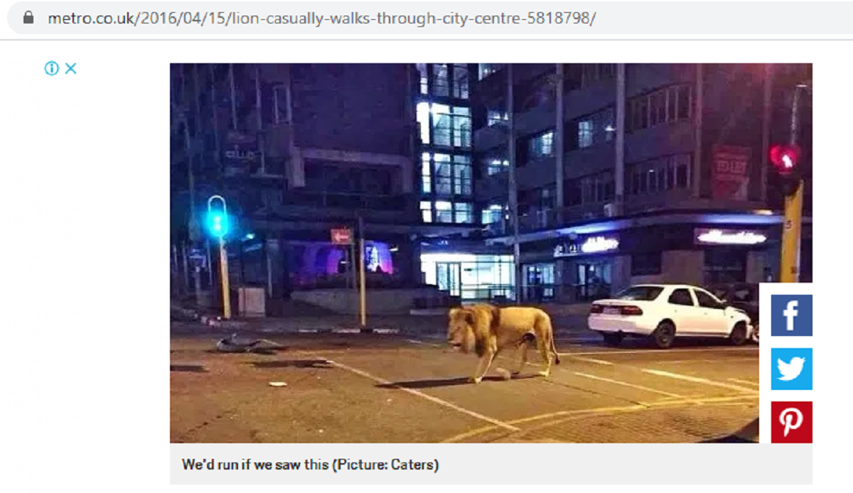 lion in the streets