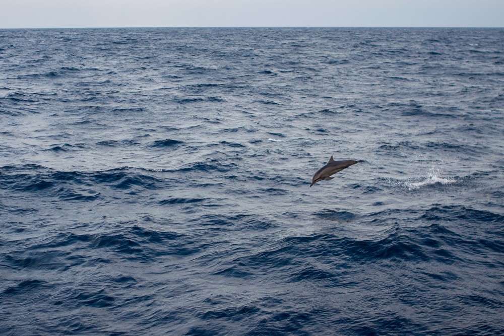 Videos of dolphin playing in Mumbai sea amid COVID 19 lockdown are going viral