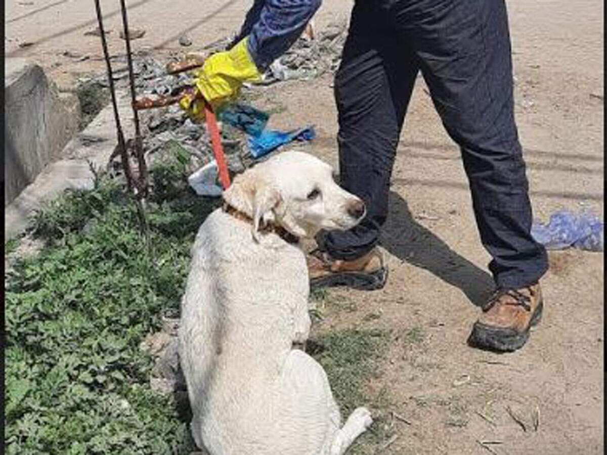 free dog adoption in greater noida