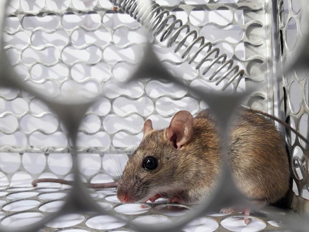 Hantavirus: Why the new Hantavirus should not be a reason for panic