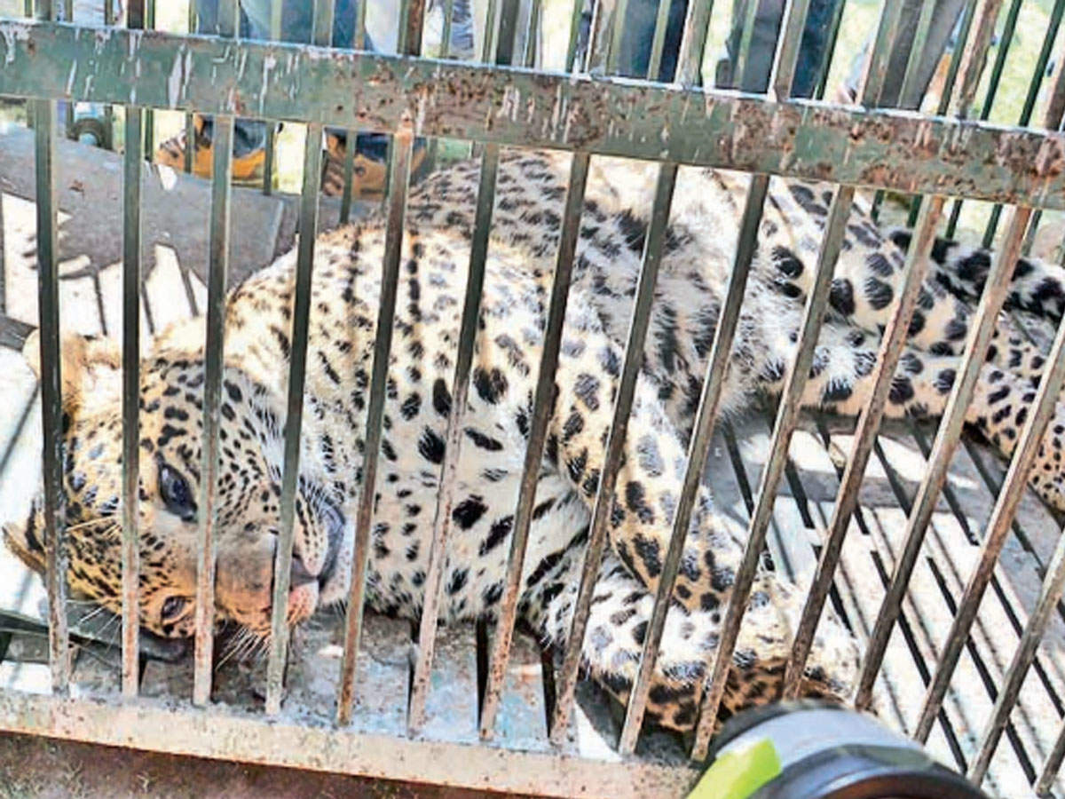 Chandigarh: A perfect operation to rescue a leopard | Chandigarh News -  Times of India