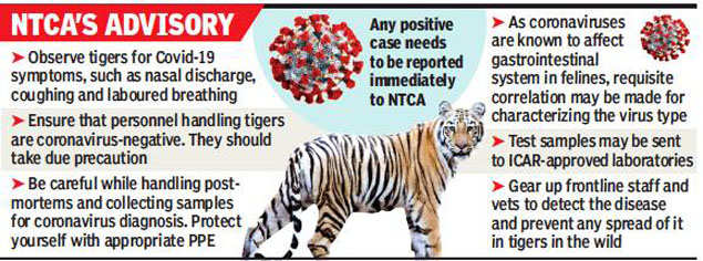 Coronavirus alert for tigers comes two days after mystery death in ...