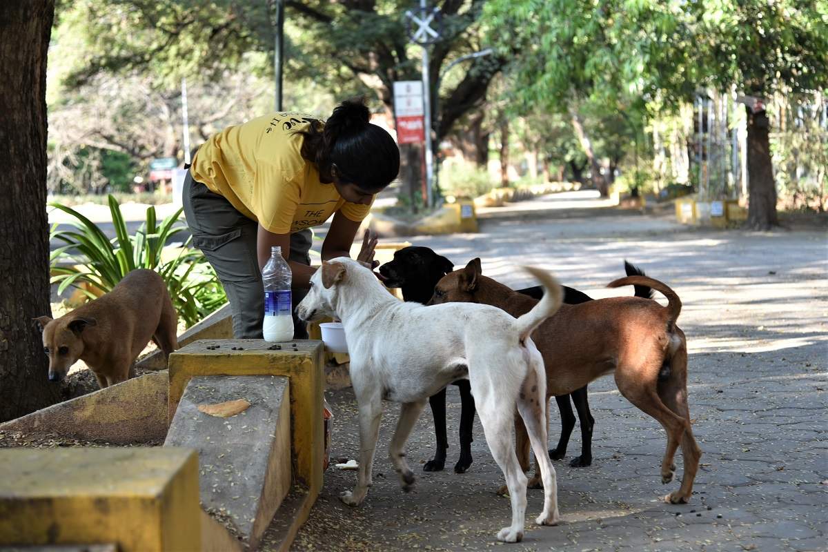 what to feed a starving dog