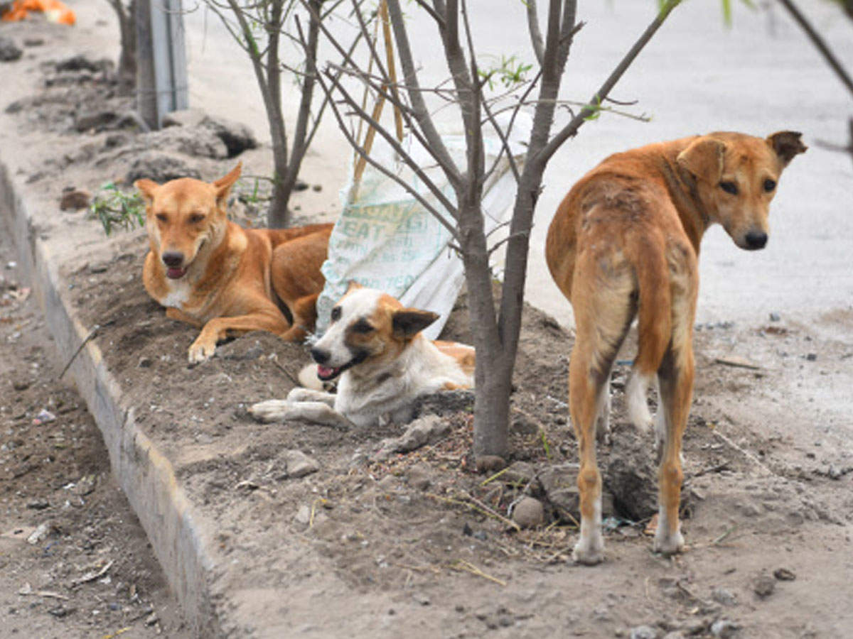 can stray dogs survive