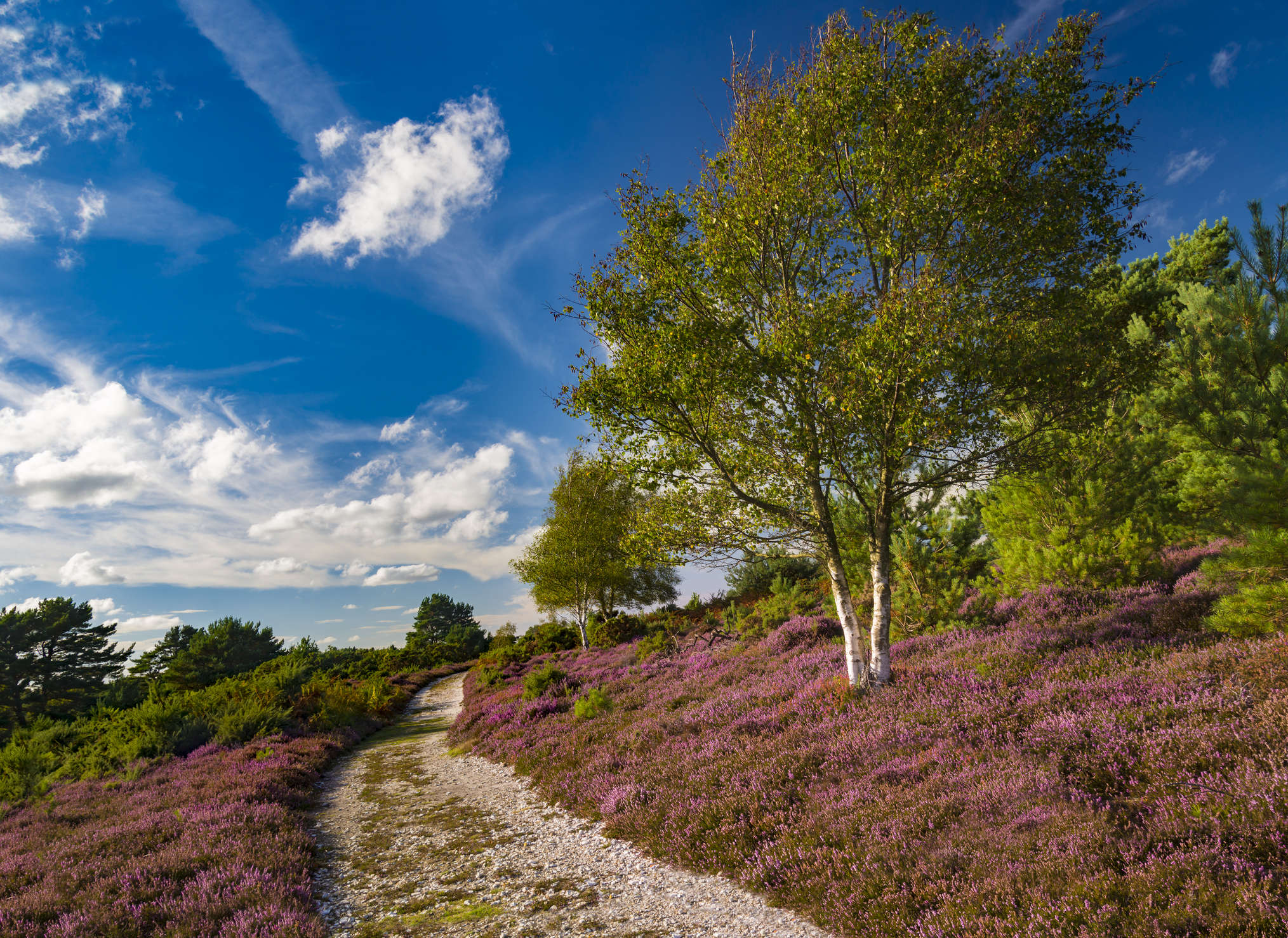 UK now has a ‘super’ national nature reserve, find out all about it