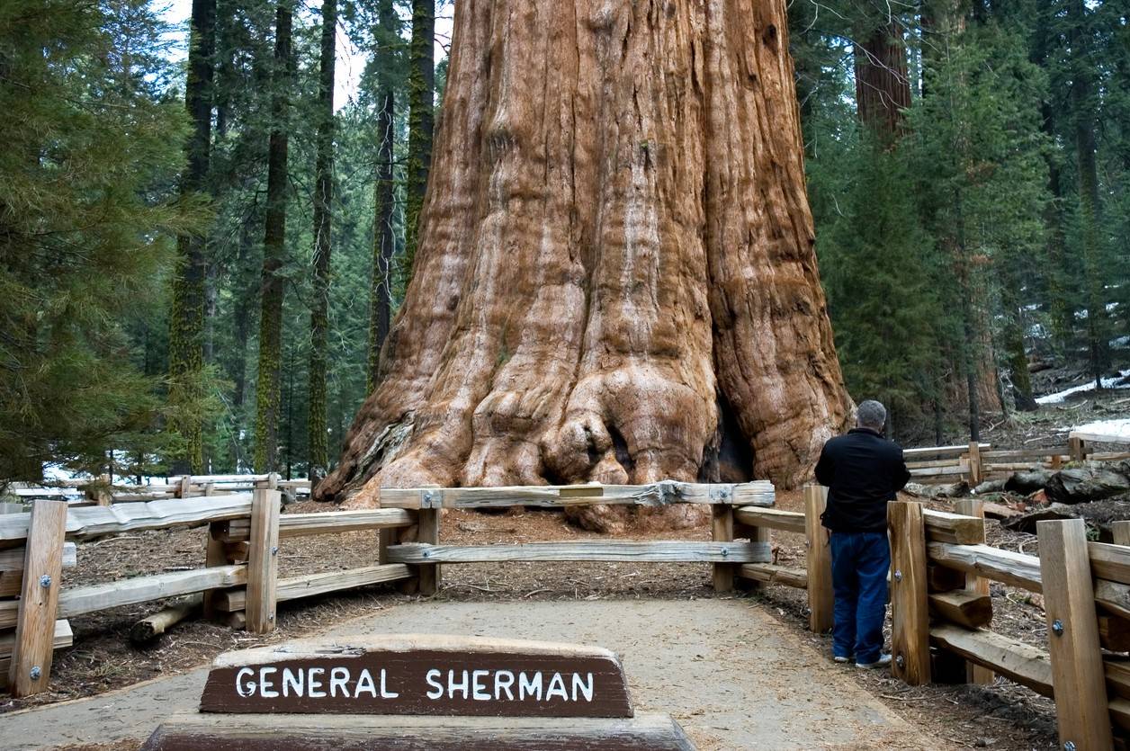 The largest living tree on the Earth is 2000 year old and is fascinating beyond words!