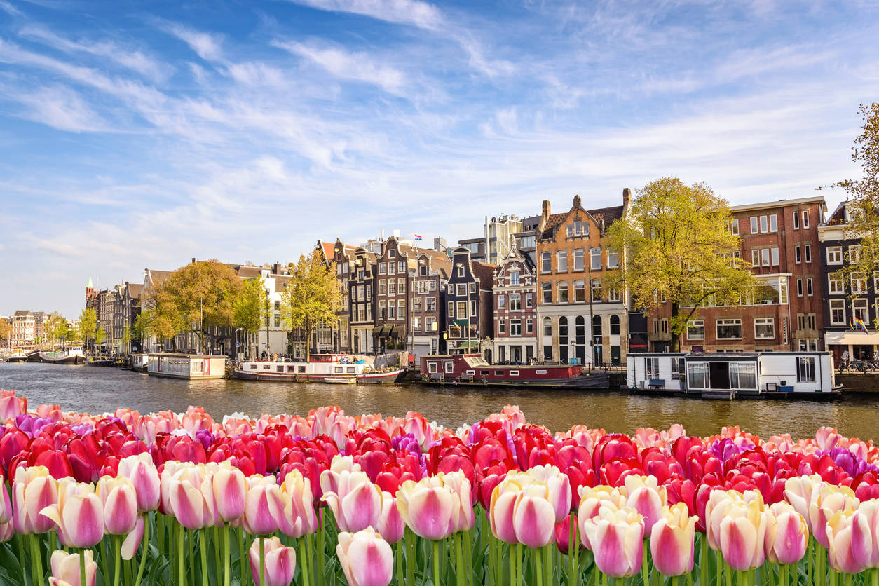 The iconic Dutch tulip garden is offering virtual tours because millions of tulips but no admirers