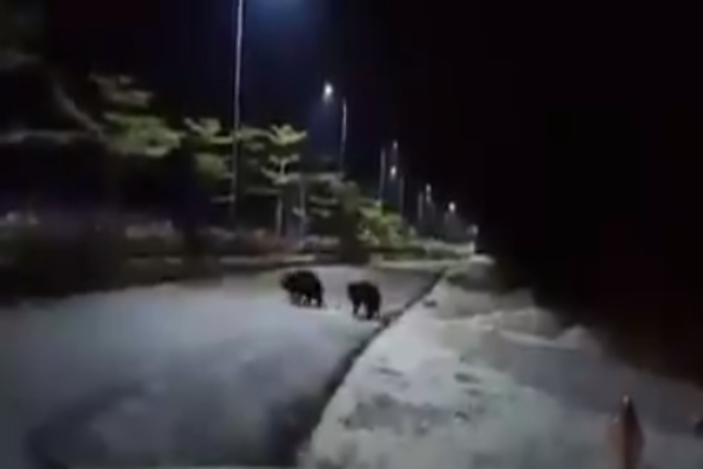Lockdown impact: Pair of bears spotted on a night out in Tirumala town of Tirupati