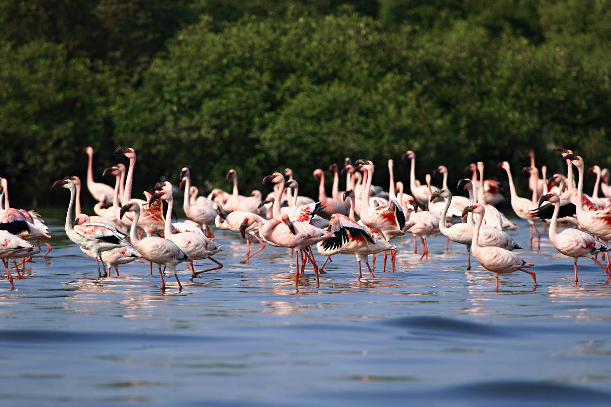 Migratory flamingos are painting the city of Mumbai pink