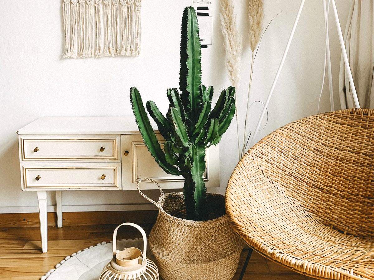 Upbeat home decor items that will make you feel cheerful  Most