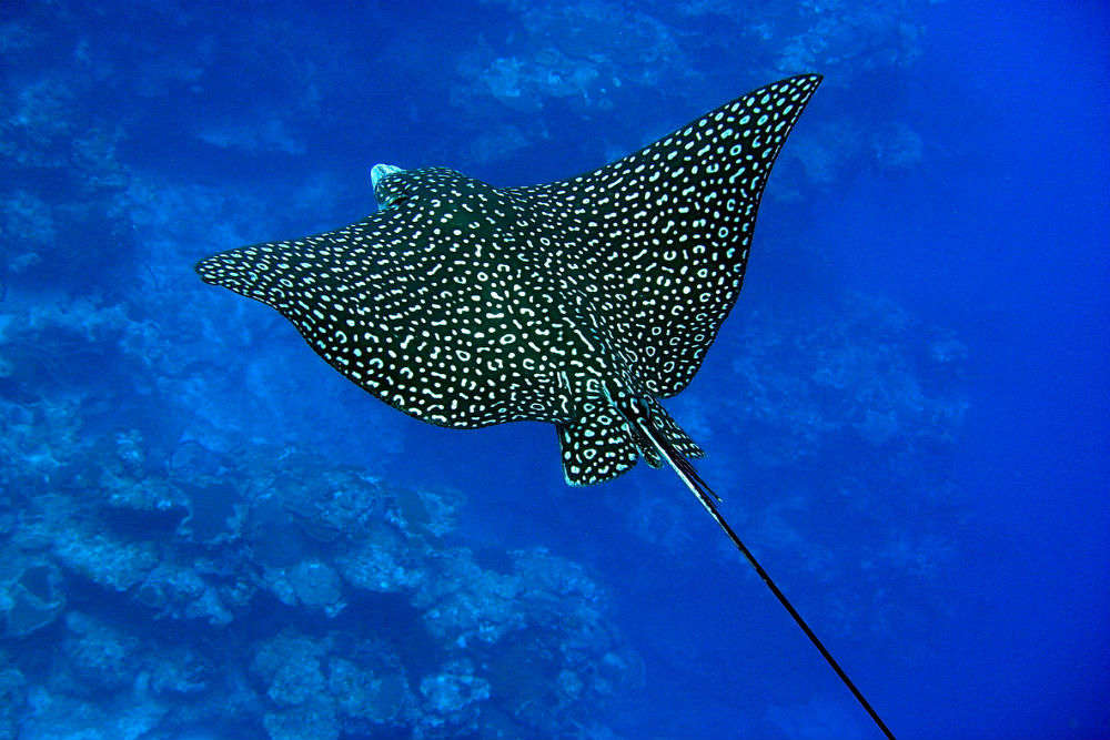 An extraordinary rare eagle ray spotted in the Great Barrier Reef after 45 years!