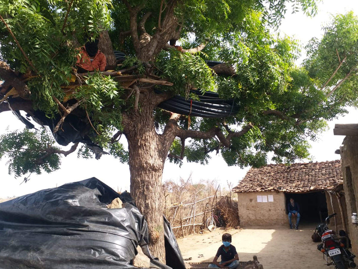 Back from Surat, Rajasthan labourer quarantines himself on a tree ...
