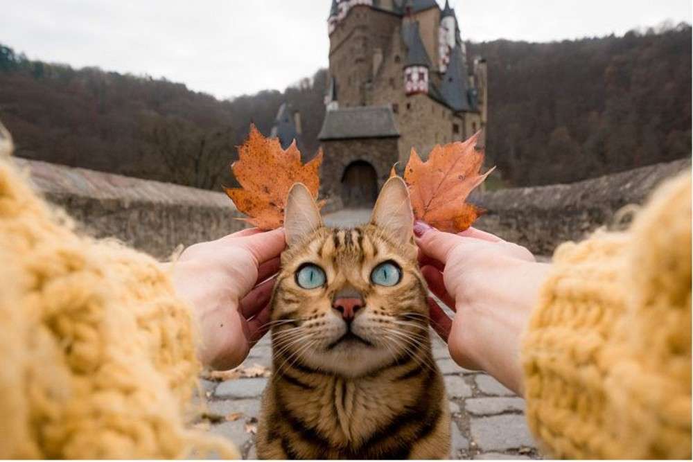 Travel diaries of Suki, an adorable Bengal cat who will make your quarantine days bearable