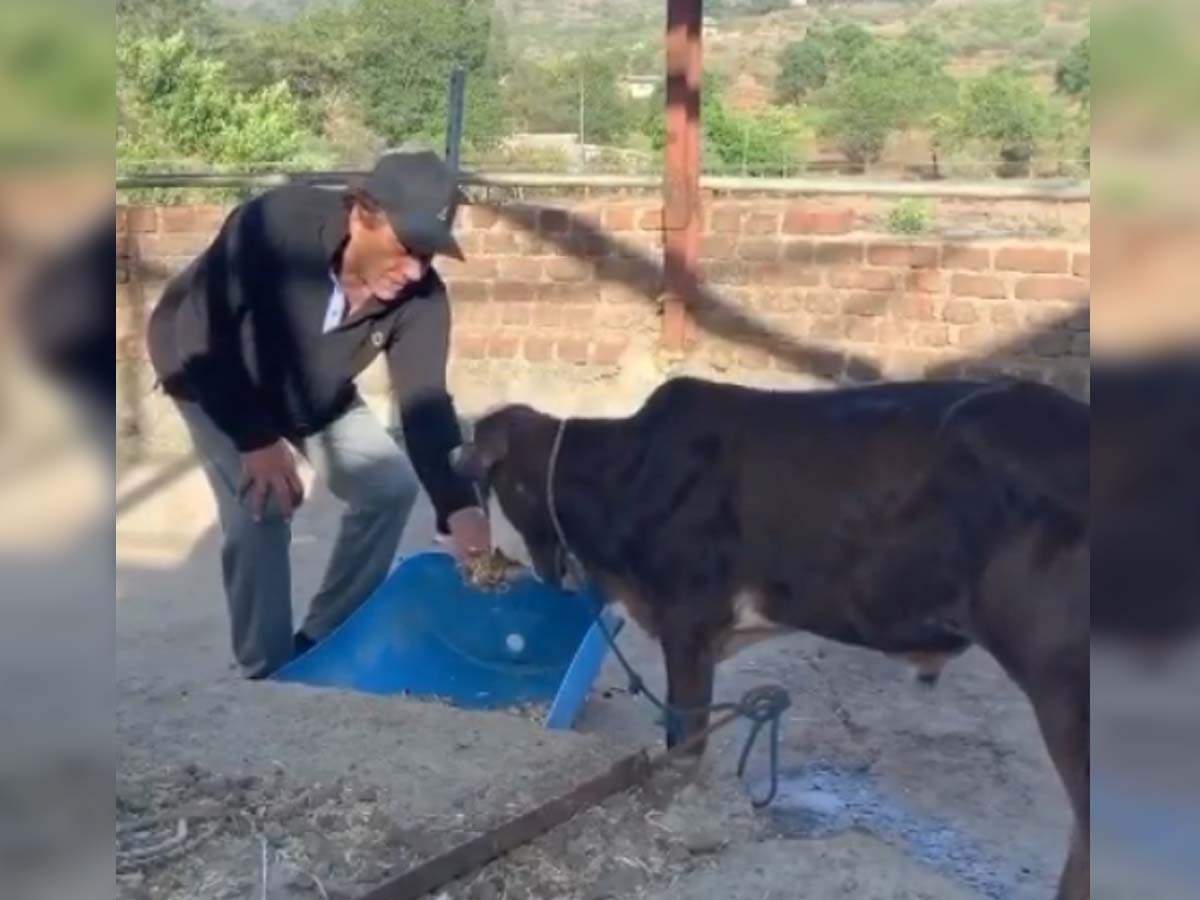 Dharmendra expresses his love for animals in an adorable post | Hindi Movie News - Times of India Dharmendra expresses his love for animals in an adorable post | Hindi Movie News - Times of India