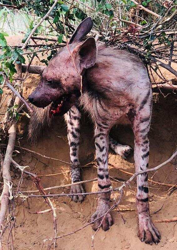 Gurugram: Hyena stuck in fence rescued | Gurgaon News - Times of India Gurugram: Hyena stuck in fence rescued | Gurgaon News - Times of India