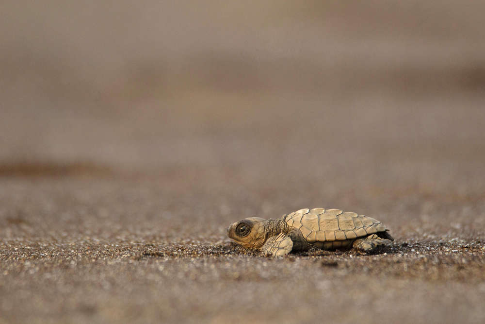Olive Ridley turtle hatchlings are grabbing all spotlight in Goa amid lockdown!