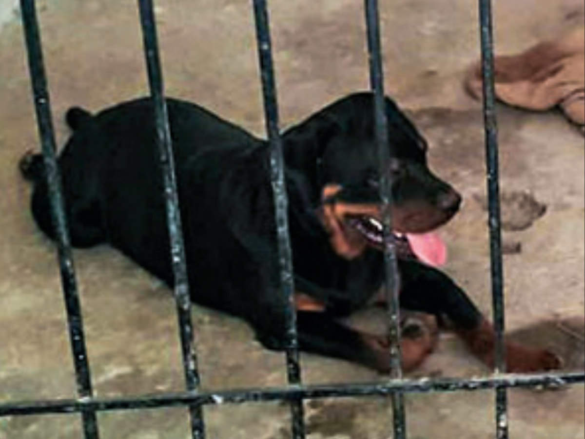 Police said the boy was in a stable condition. Veterinarians said it appeared that the owners had not taken proper care of the Rottweiler (in pic)