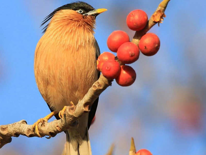 Garuda bird in tamil sinhala