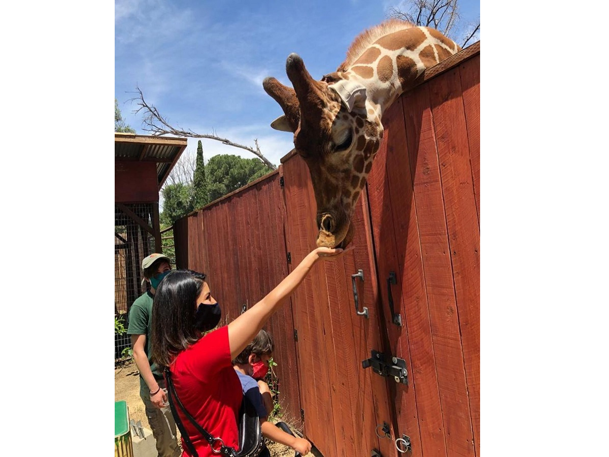 Sunny Leone feeds giraffe in new video | Hindi Movie News - Times of India Sunny Leone feeds giraffe in new video | Hindi Movie News - Times of India
