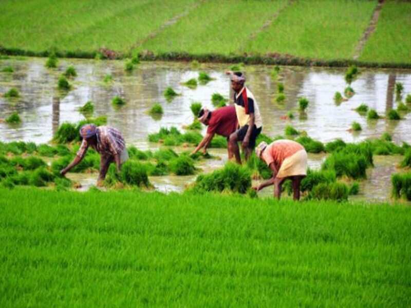 Cabinet approves amendment to Essential Commodities Act, ordinances for barrier-free trade - Times of India