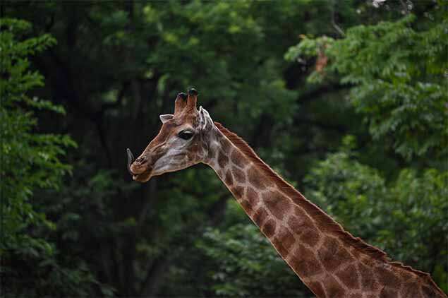 Does India really need giraffes? | India News - Times of India Does India really need giraffes? | India News - Times of India