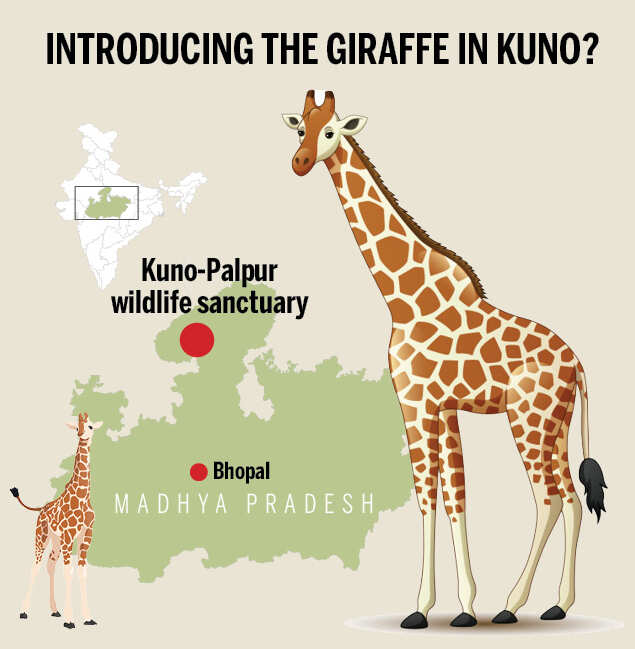 Does India really need giraffes? | India News - Times of India Does India really need giraffes? | India News - Times of India