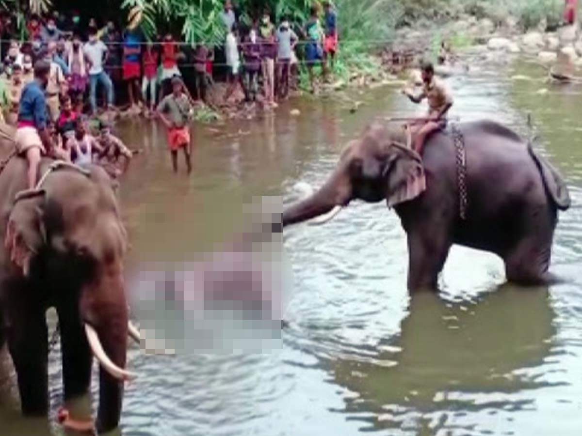 The elephant had chewed on an explosive-stuffed pineapple that went off in its mouth. The injured animal stood in Velliyar River, where it died on May 27 (Photo: ANI)