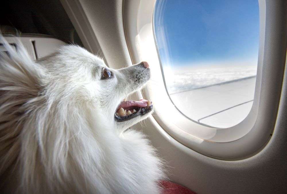 An ‘all-pet’ private jet hired to airlift pets from Delhi to Mumbai