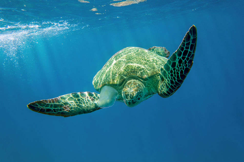 The video of 64000 turtles nesting near the Great Barrier Reef is the best thing you’ll see today on internet