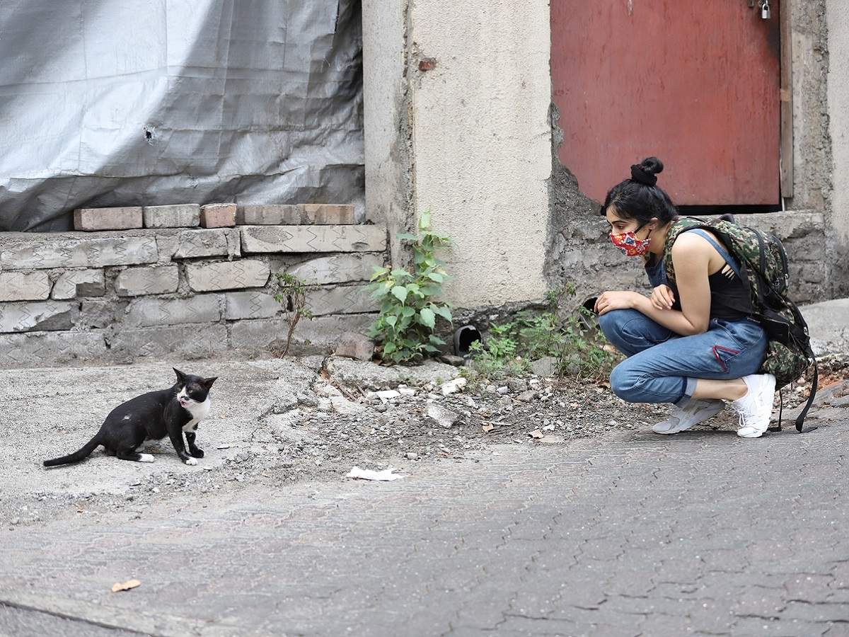 Feeding Stray Cats India