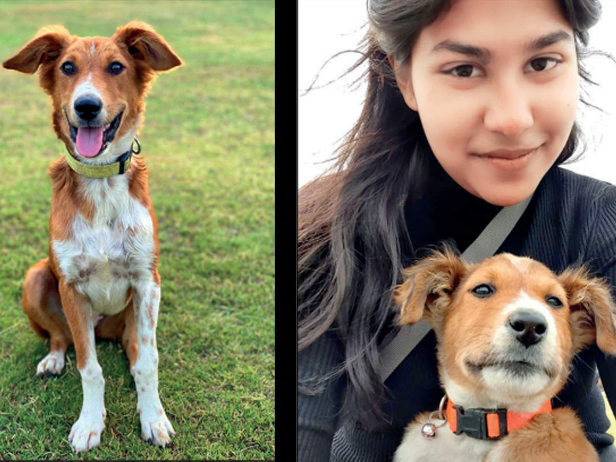 Kolkata girl adopts Delhi dog, loses it at airport | Kolkata News ...