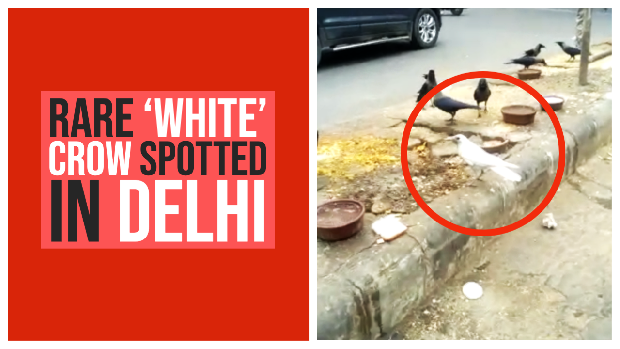Rare 'white' crow spotted in Delhi | Amazing But True - Times of ...