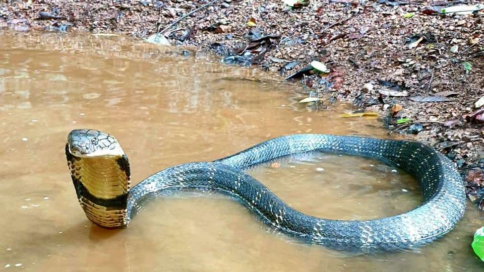 King Cobra rescued from Vichundrem | Events Movie News - Times of India