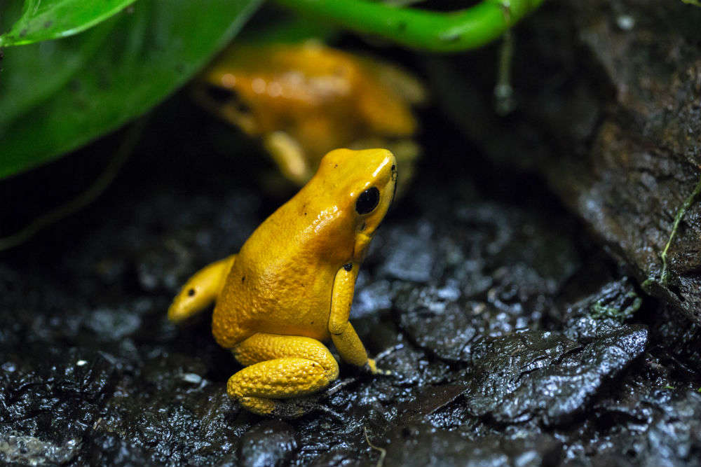 Madhya Pradesh has these yellow frogs jumping in a muddy puddle, the cutest thing on the internet