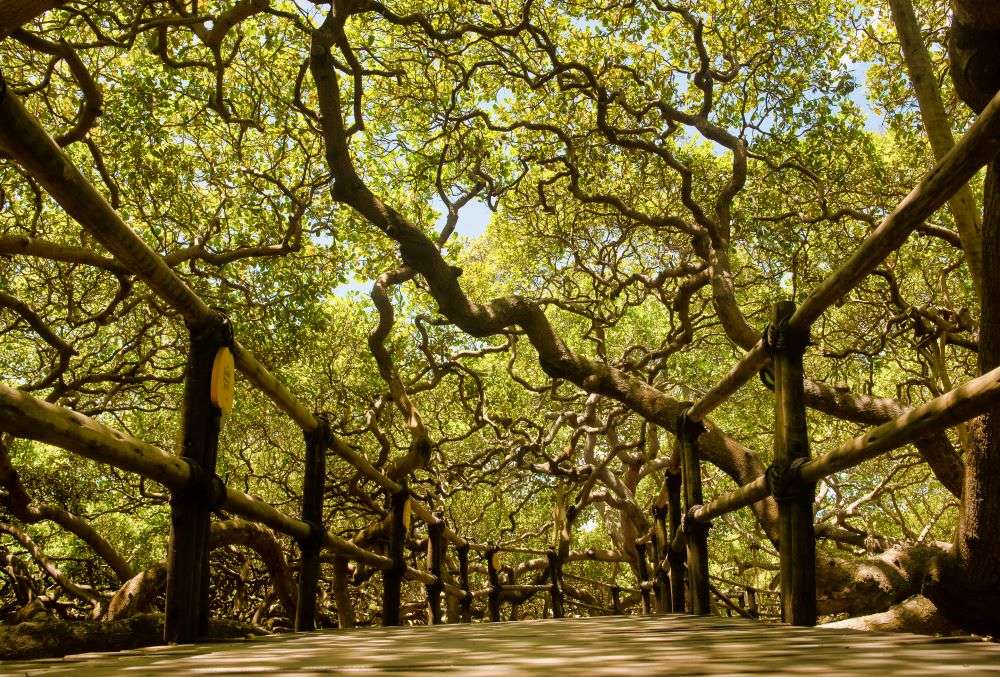 World’s largest cashew tree is almost the size of two football fields! See pics